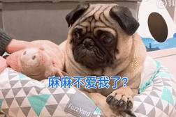 玩具嫉妒使狗狗面目全非！