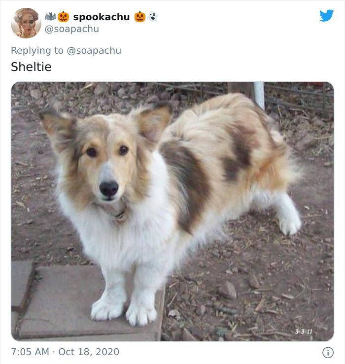 公车柯基超强短腿基因惹上就逃不掉，连獒犬都变低底盘公车