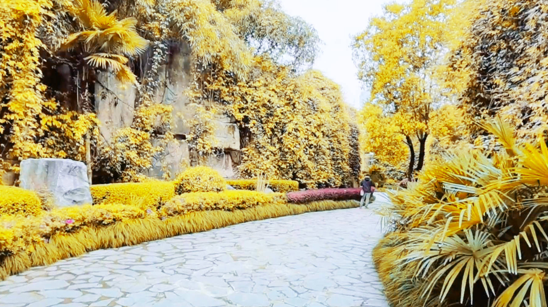 在武汉闹市地带发现一座公园，铺满山石灌木，环境像是迷宫探险