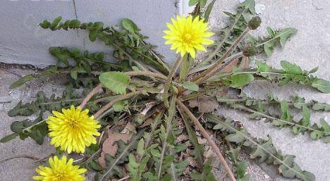 婆婆丁 fc4172f96996455ea33afe4b5a69b8d7.jpeg