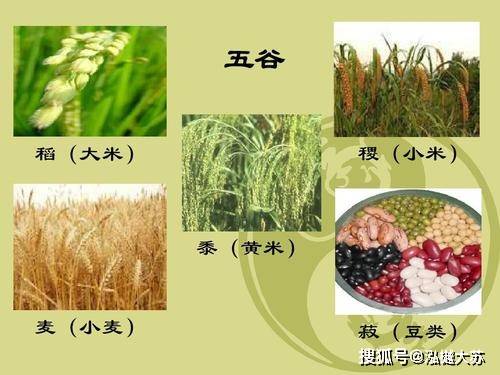 黄帝内经里提到了谷物食物,说五谷为养,五果为助,五畜为益,五菜为充
