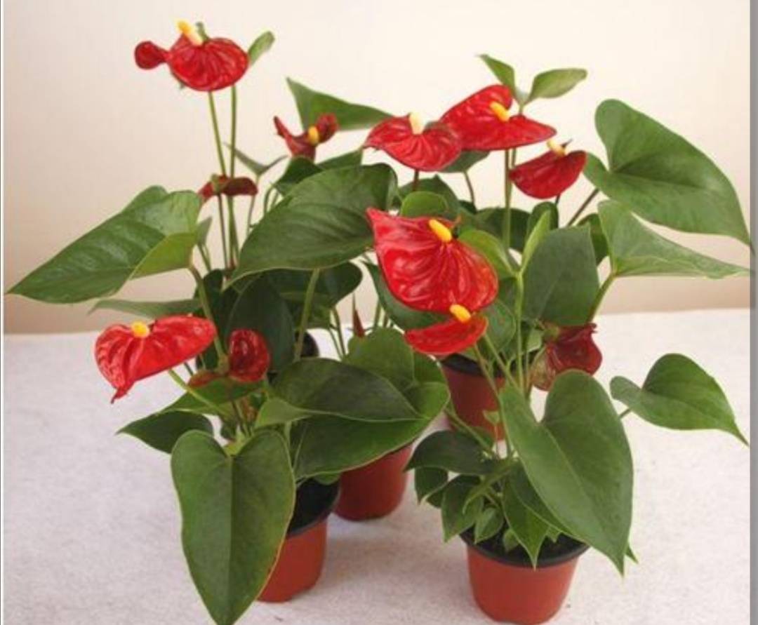 原创5种喜半阴花入冬以后多见阳光长得旺早开花