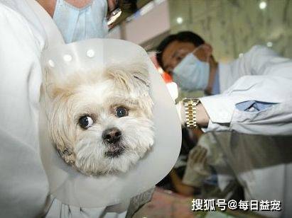 因为|狗狗成韩国最受欢迎宠物，每只狗都有“身份证”，还送它上幼儿园