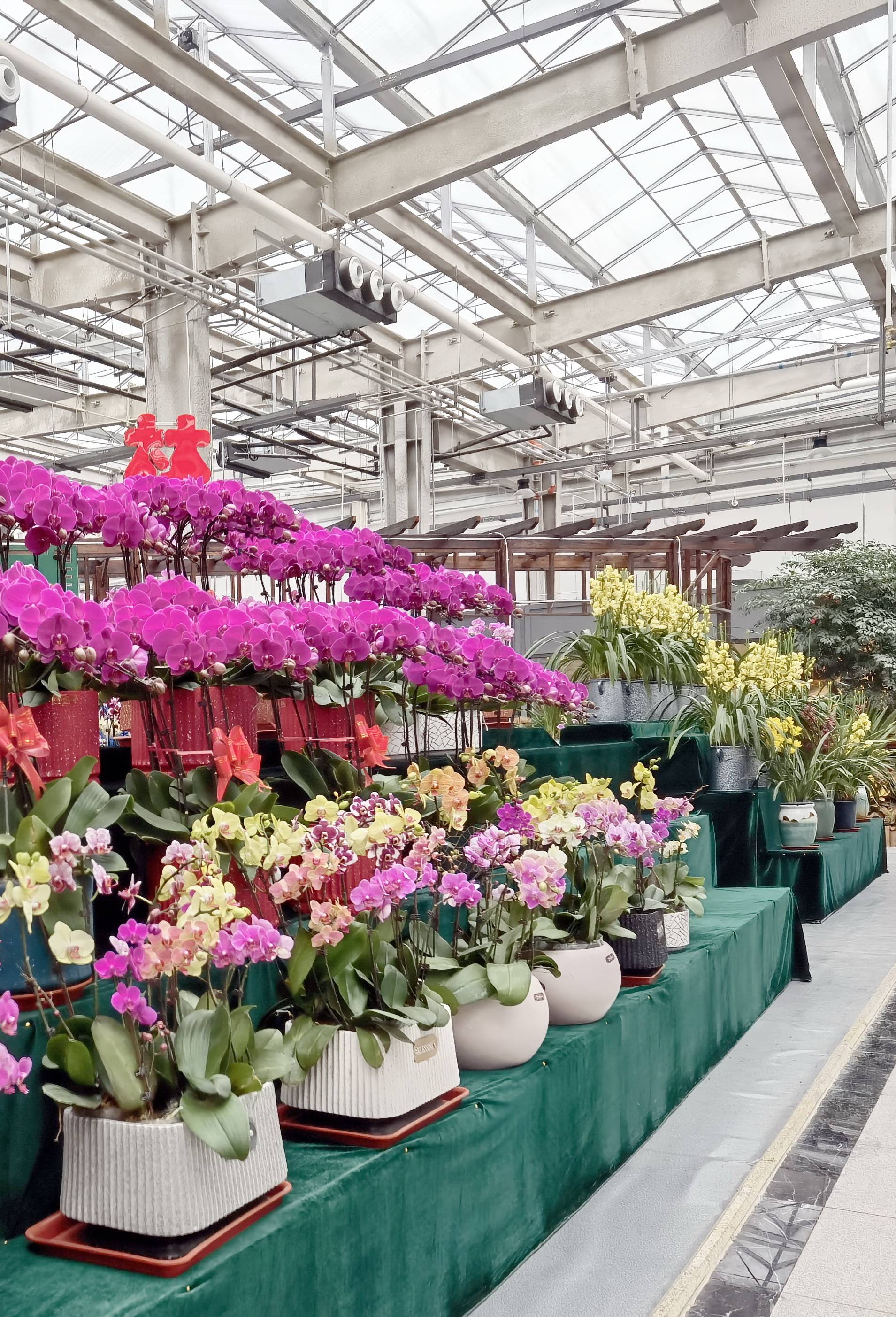 天津大型花卉市场图片