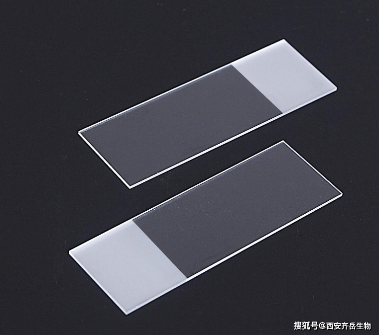 防脱载玻片氨基处理玻璃片表面氨基化氨基硅烷化的载玻片