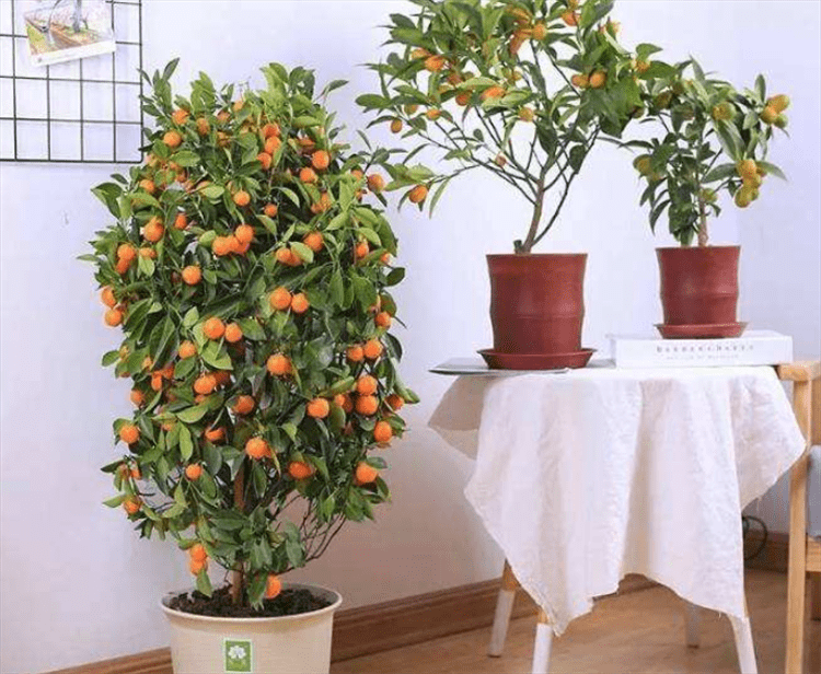 别墅大门前放什么盆景好有6种树很合适易养护打理花美果甜