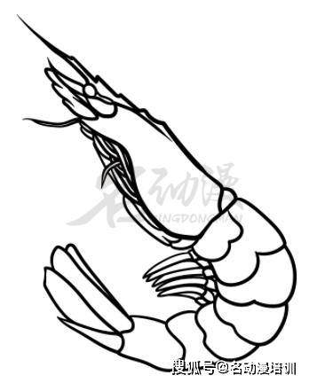 海洋生物之虾的绘画知识