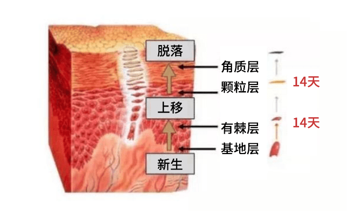 大气候一到冬天脸就特别干怎么办？秋冬脸特别干燥该用什么补水最快？