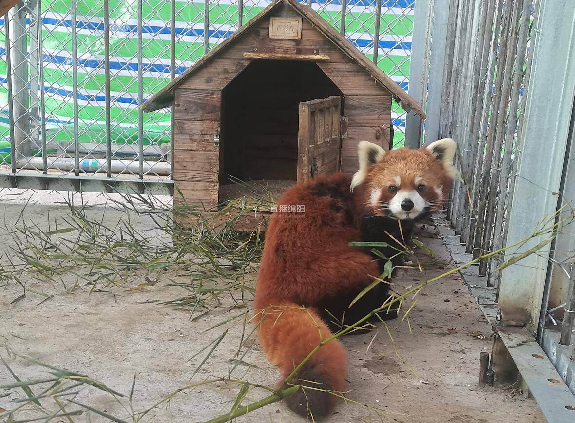 猛兽amp萌兽绵阳川北野生动物乐园已入住400多只野生动物