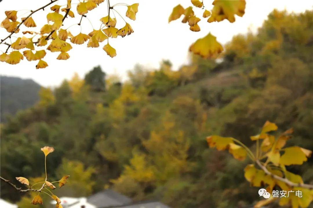 什么时候才算进入秋天 77614016996f4f33a736805b4b7b8378.jpeg