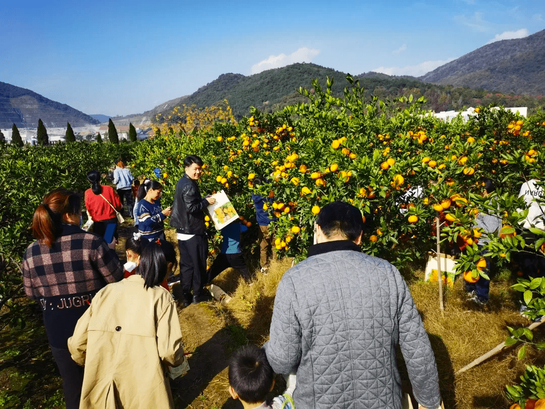 皮薄多汁!浙江宁波瞻岐镇橘子挂满枝头,采摘节人爆满