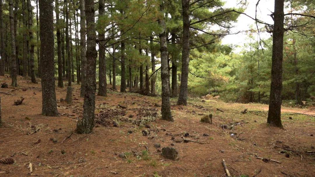 砍弱留優,砍密留稀,砍彎留直,砍小留大是會東縣實施華山松森林質量