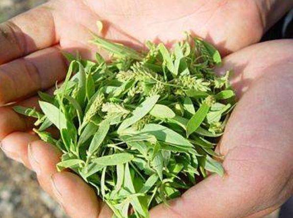 婆婆丁是马齿苋吗 f5f6454309d740e48e3093d7a5bbe6e7.jpeg