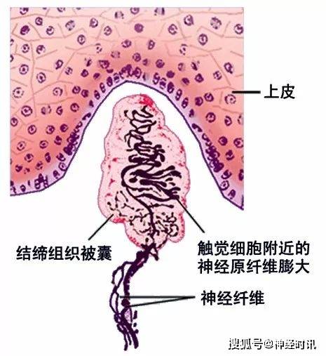 (1)躯体运动神经末梢(又称运动终板,分布于骨骼肌.