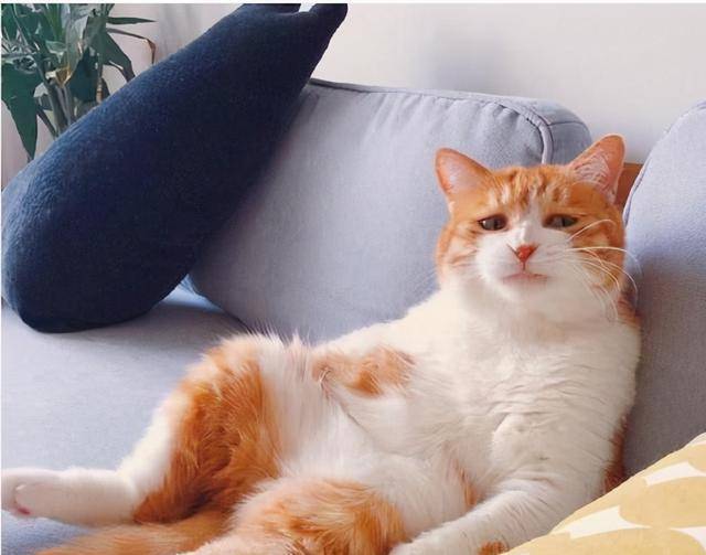 猫咪2021年上半年最多人养的6种猫咪，你最喜欢哪种？