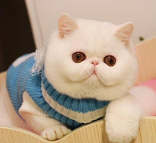 体重常见的6种宠物猫的标准体重，你家猫超重了吗？