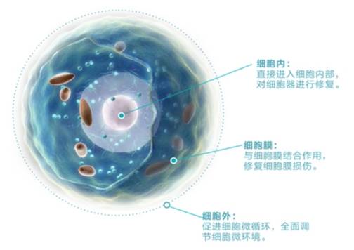 宝亨鑫赛尔面膜全国大力招商,宝亨实业一对一辅导