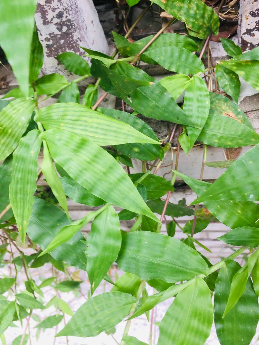 原创这种酷似竹子的野草,儿时常割来喂猪,殊不知它曾是"帝王草"