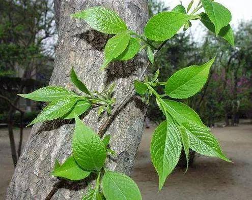 关于杜仲茶你肯定不知道