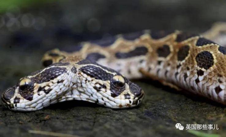 印度一只小牛出生就有4只眼2张嘴,被村民当成神兽膜拜瞻仰!_多头