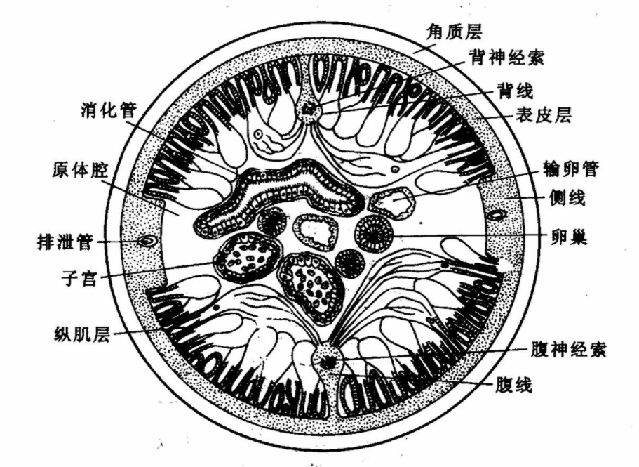 蛔虫的结构简图图片