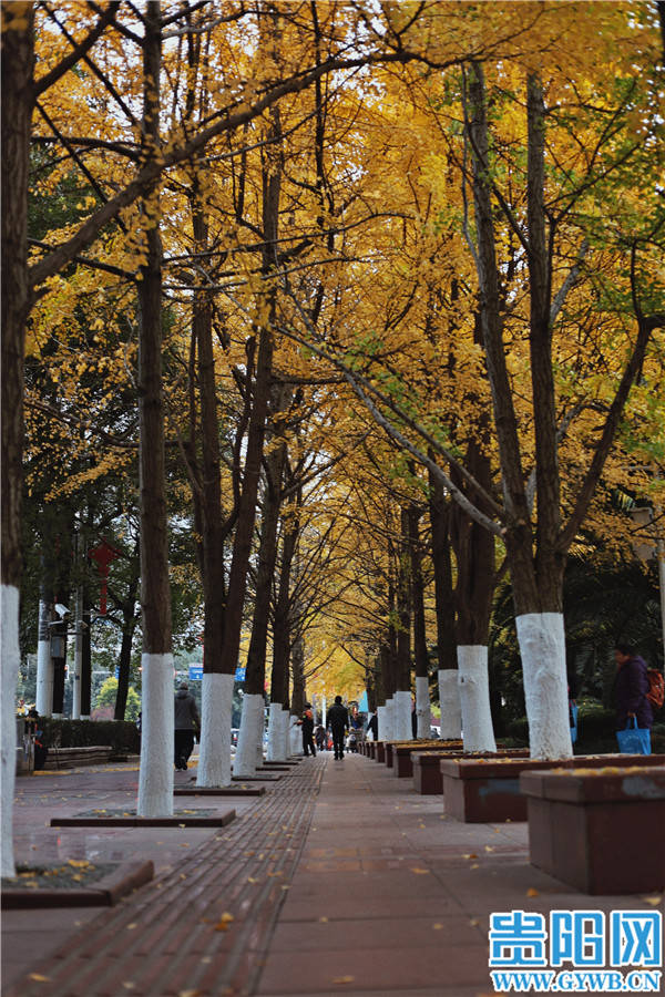 【图集】银杏染初冬 贵阳遵义路成"网红打卡地"