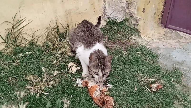 三花猫妈带娃见恩人，却意外“翻车”，2只小猫不领情，惹来邻居抱怨