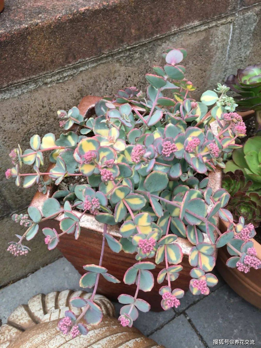 零下20多度冻不死的圆扇八宝开花媲美长寿花秋季叶子会变色