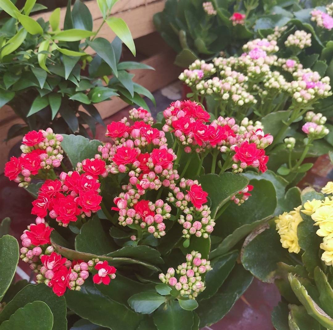冬天花市上,4种漂亮花受欢迎,适合美化居室_开花_花卉_花苞
