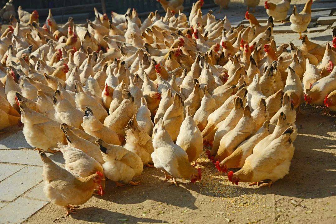 原创属鸡的朋友们,在12月底的时候,将会拥有一场灾难,是真的吗?