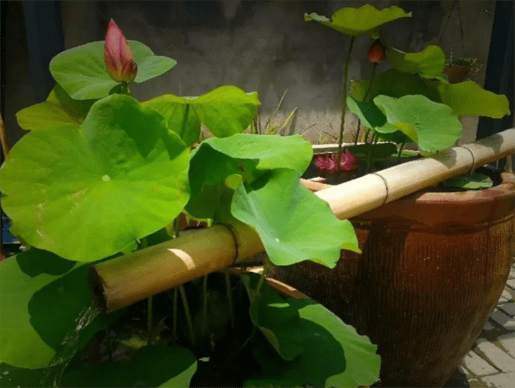 老式水缸能养什么植物?