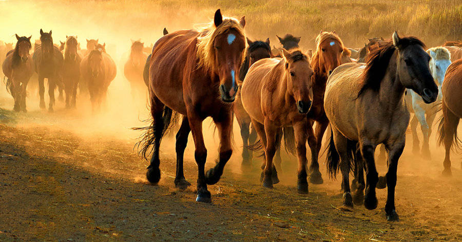 生肖马和一大生肖的绝配,携手一辈子便能大富大贵