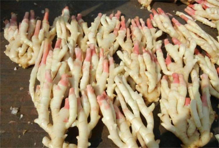 什么菜用姜比较多 a4c66bd71d7b44bab1009d9049d971dd.jpeg