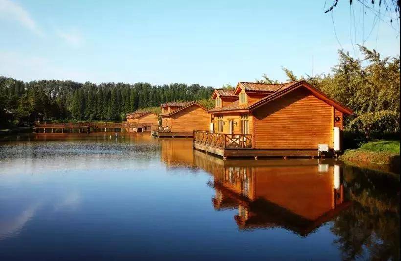 秋意浓,杏叶黄,金岛欢迎您