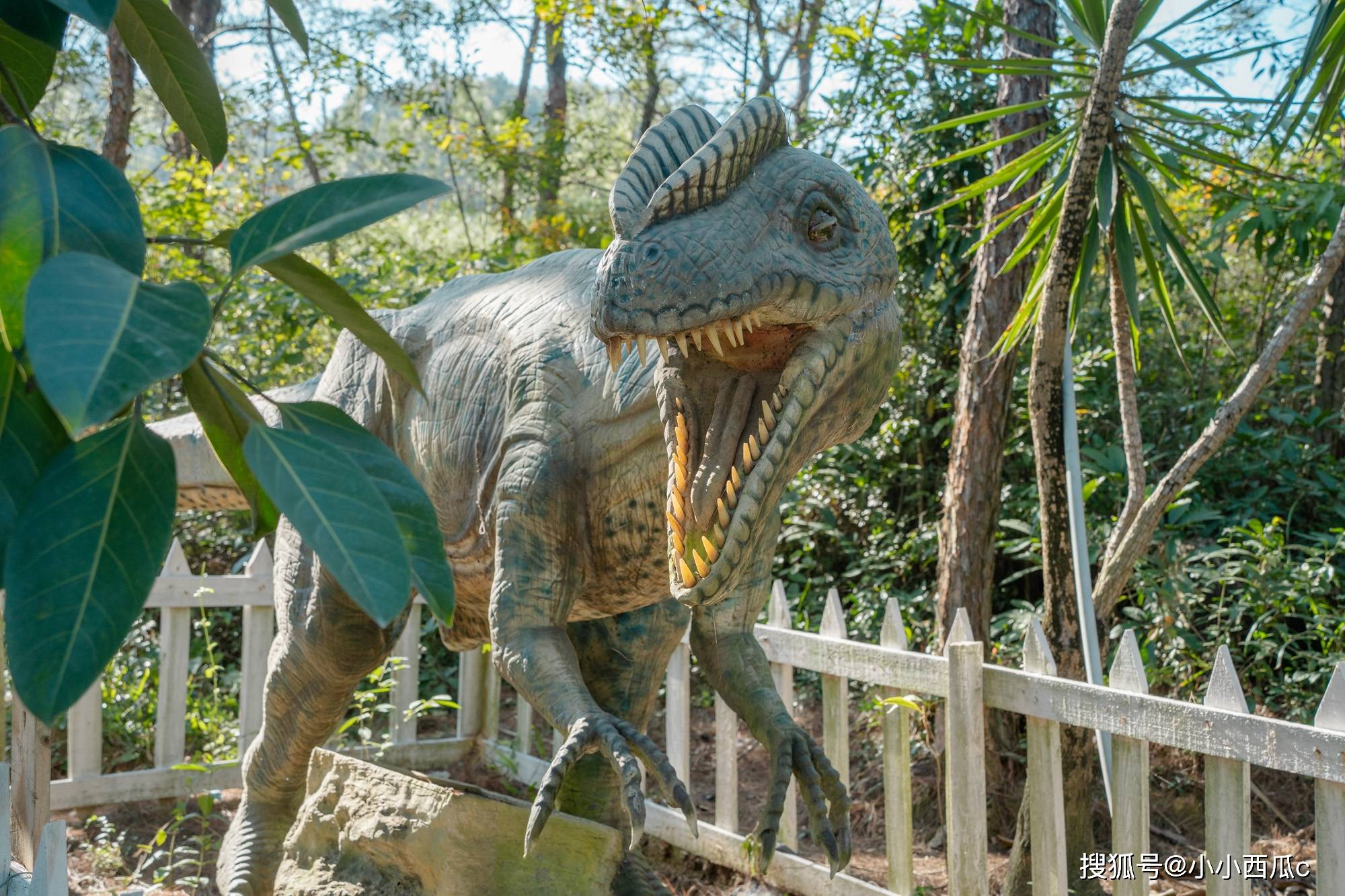 太阳_景区_动物园