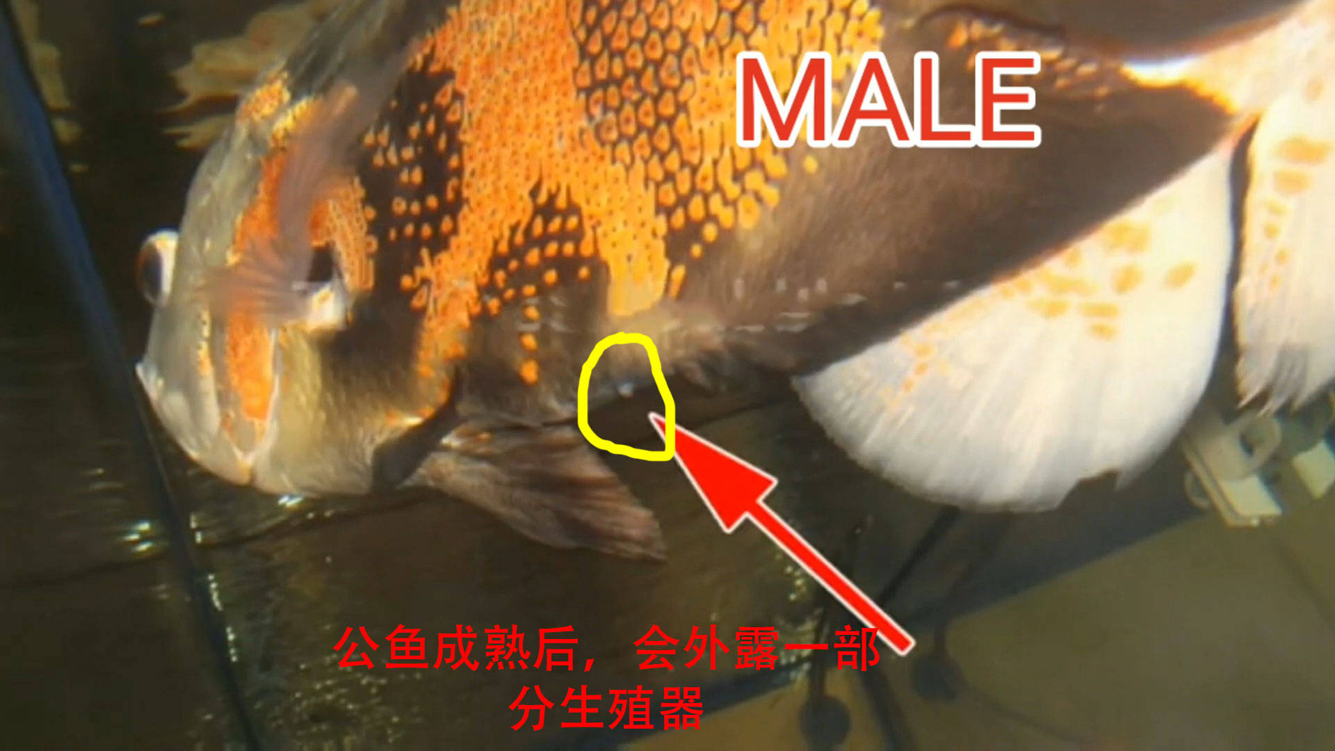 红鲫鱼公母区分图解图片