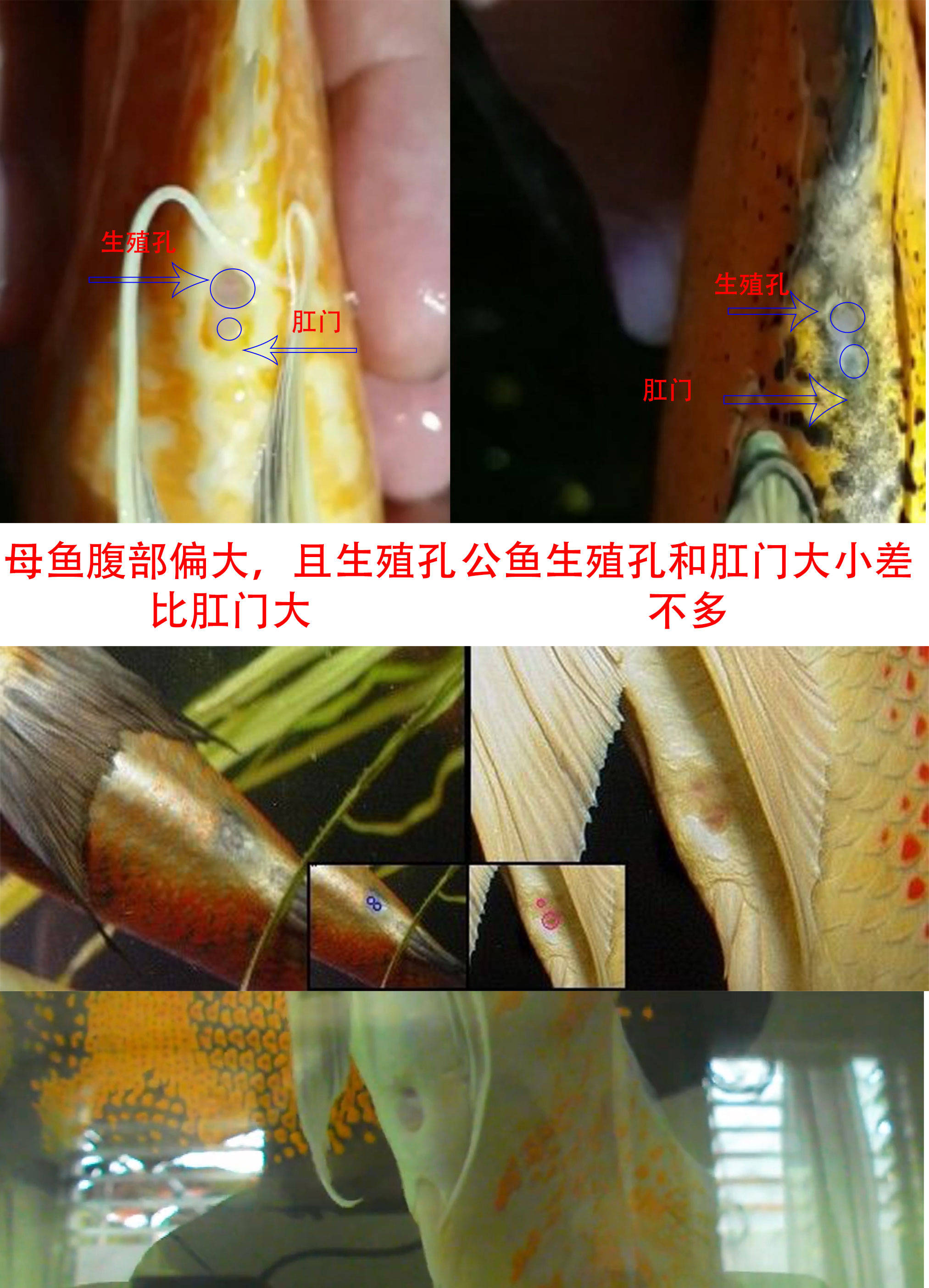 锦鲤公母肛门区分图解图片