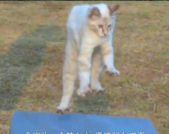 小猫的视频可下载 d6f4682d5a194f2d9e88fb0bb49d7894.jpeg