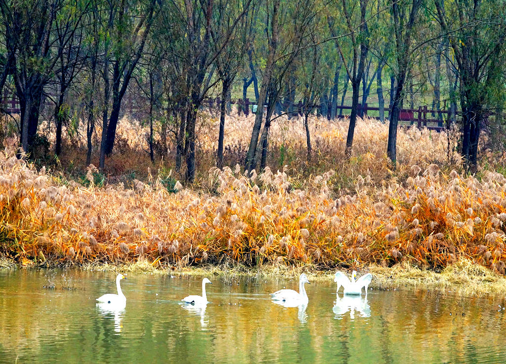 白城天鹅湖湿地公园图片