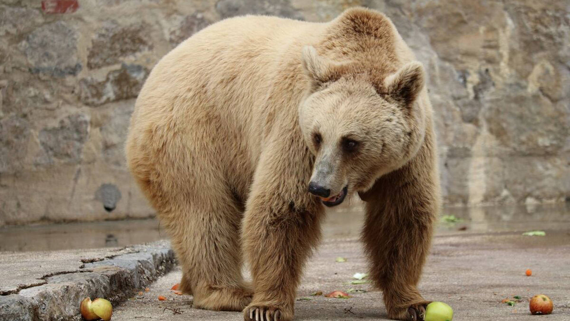 瘦骨嶙峋的北极熊经历了什么?已濒临灭绝?