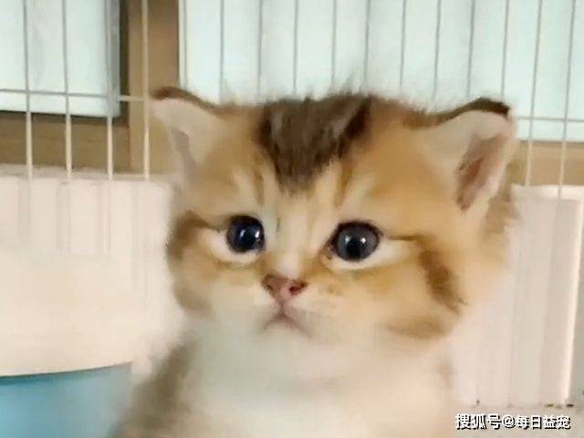 什么金渐层爱上布偶猫，还生了一窝谁也不像的崽，谁的锅？