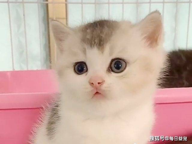 什么金渐层爱上布偶猫，还生了一窝谁也不像的崽，谁的锅？