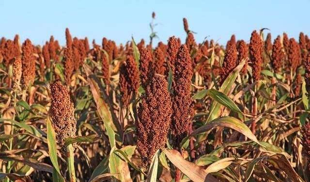 蜀是什么作物 280912b38c654aff9c66eddbd07cdeba.jpeg