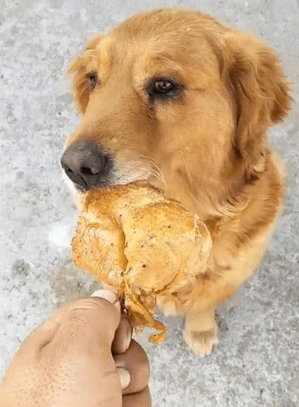 正餐|狗狗为什么挑食呢？到底爱吃什么呢？挑食的狗狗是人为炼成的！