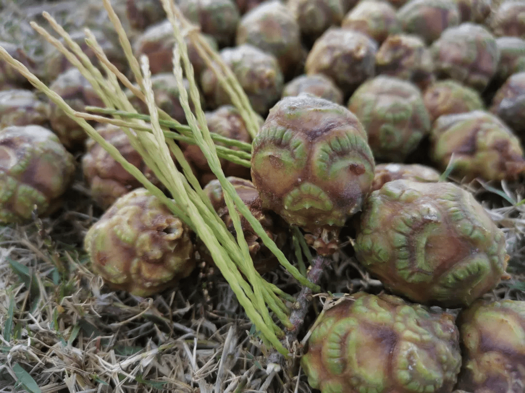 动植物|来腾冲玛御谷山谷里看自然