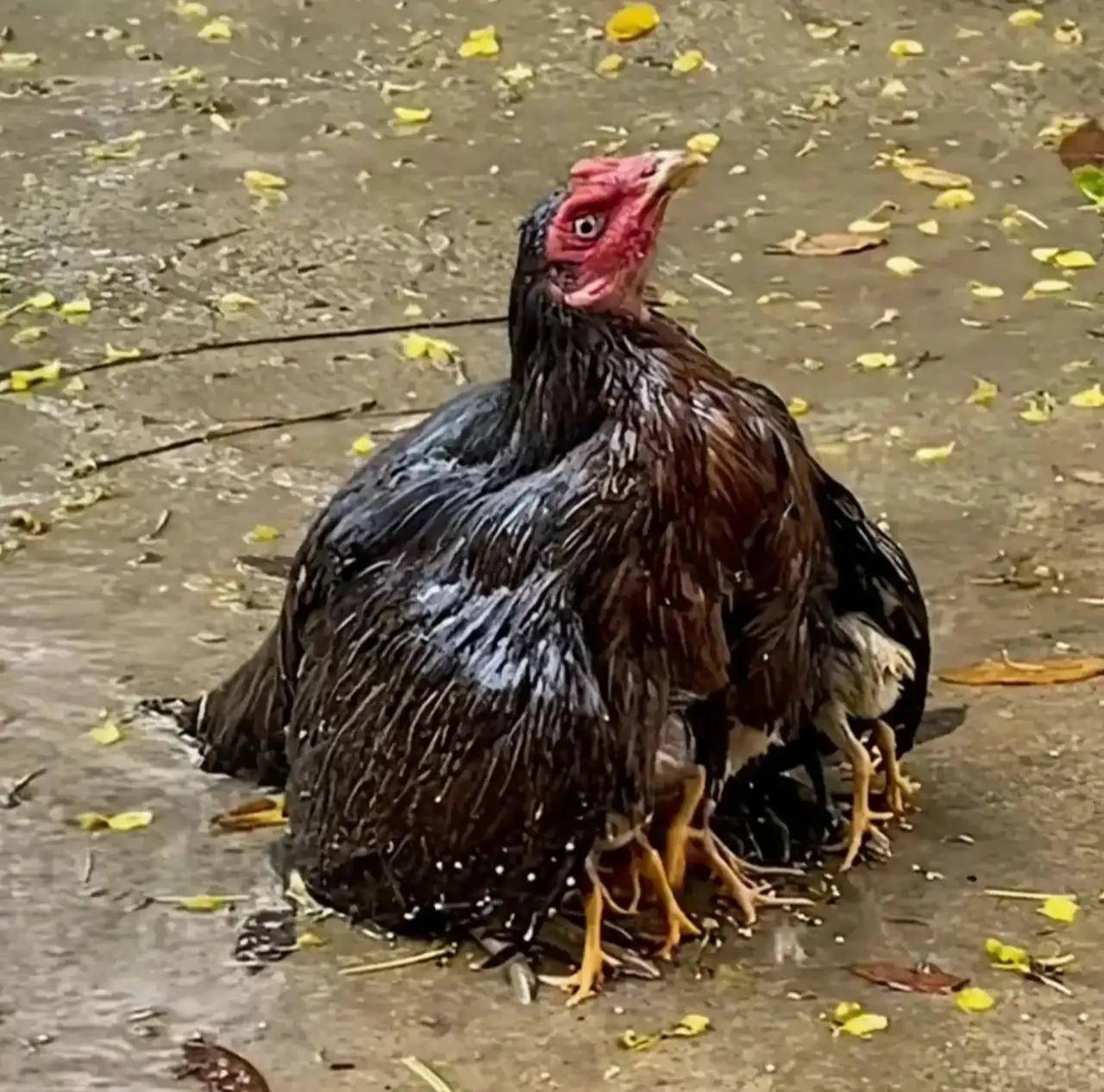 老鼠有多可怕视频 e2d14e1719e543518397438bc17135d2.jpeg