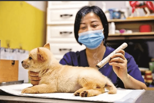 原创广东一高校中兽医专业课,给动物把脉针灸,志愿狗紧张到浑身发抖