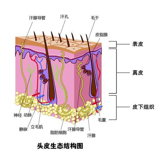 关键别停留在洗发了，清洁头皮才是关键