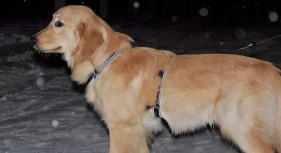 什么不同的狗狗看到雪，会有什么反应？网友：狗狗们可太有趣了