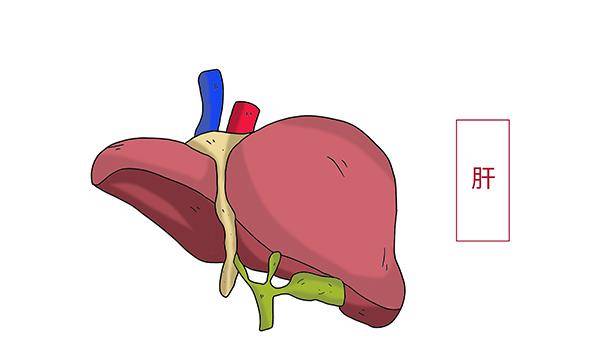 生活|“毁肝”的5大坏习惯，占得越多，肝脏可能越差，养肝不能再拖了